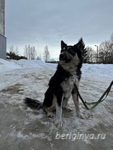 Собака Привет приют Беригиня