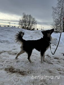 Собака Привет приют Беригиня