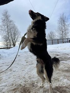 Собака Привет приют Беригиня