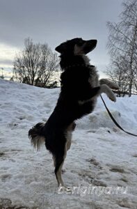 Собака Привет приют Беригиня