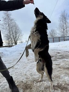 Собака Привет приют Беригиня