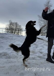 Собака Привет приют Беригиня