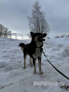 Собака Привет приют Беригиня
