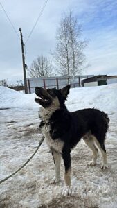 Собака Привет приют Беригиня