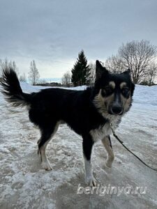 Собака Привет приют Беригиня