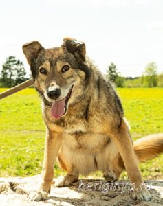 Собака Ракель приют Беригиня