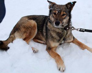 Собака Ракель