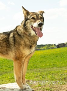Собака Ракель приют Беригиня