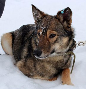 Собака Ракель