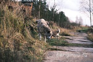 Собака Ранетка приют Беригиня