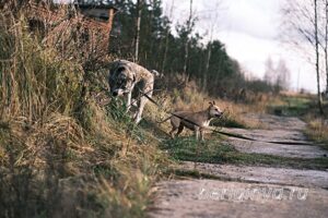 Собака Ранетка приют Беригиня