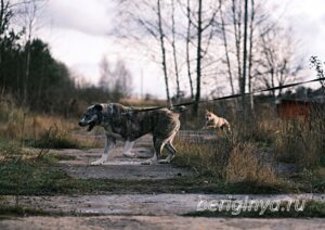 Собака Ранетка приют Беригиня