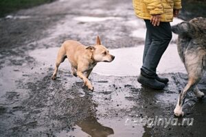 Собака Ранетка приют Беригиня