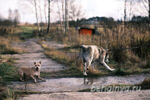 Собака Ранетка приют Беригиня