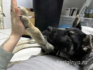 Собака Рекс приют Беригиня