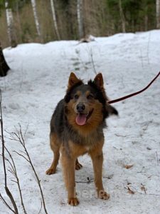 Собака Рей приют Беригиня