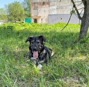 Собака Руккола приют Беригиня