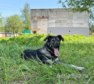 Собака Руккола приют Беригиня
