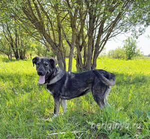 Собака Руккола приют Беригиня