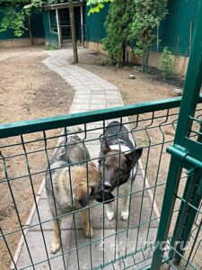 Собак и Руккола и Берли приют Беригиня