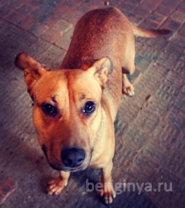 Собака Санта