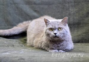 Кошка Саванна приют Беригиня