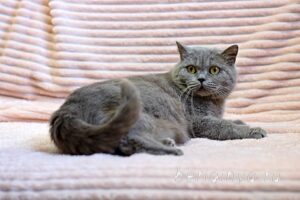 Кошка Саванна приют Беригиня