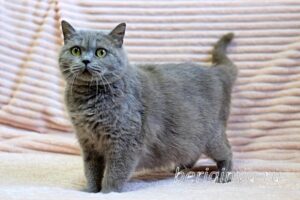Кошка Саванна приют Беригиня