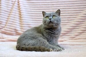 Кошка Саванна приют Беригиня