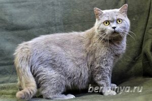 Кошка Саванна приют Беригиня