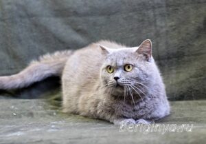 Кошка Саванна приют Беригиня