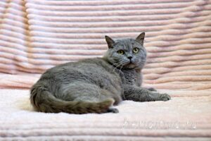 Кошка Саванна приют Беригиня