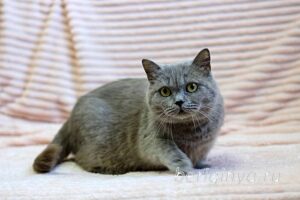 Кошка Саванна приют Беригиня