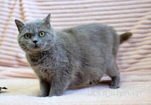 Кошка Саванна приют Беригиня