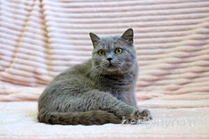 Кошка Саванна приют Беригиня