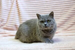 Кошка Саванна приют Беригиня