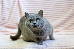Кошка Саванна приют Беригиня