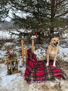 Собака Шоколадка приют Беригиня