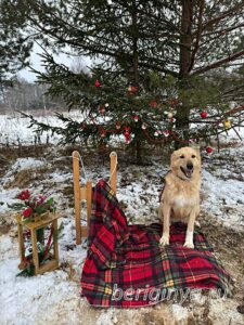 Собака Шоколадка приют Беригиня