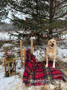 Собака Шоколадка приют Беригиня