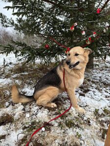 Собака Шоколадка приют Беригиня