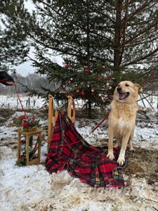 Собака Шоколадка приют Беригиня