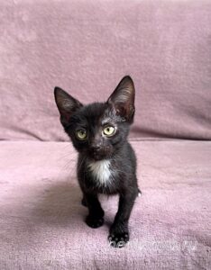 Кошка Шпротик приют Беригиня