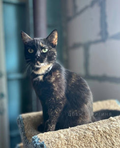 Кошка Сиена приют Беригиня