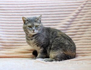 Кошка Сильва приют Беригиня