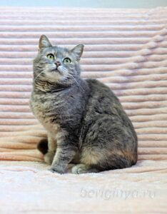 Кошка Сильва приют Беригиня