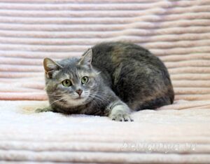 Кошка Сильва приют Беригиня