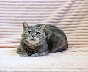 Кошка Сильва приют Беригиня
