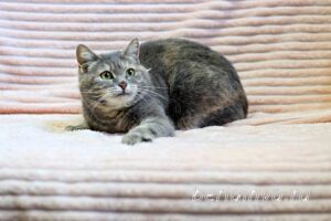 Кошка Сильва приют Беригиня