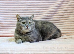 Кошка Сильва приют Беригиня